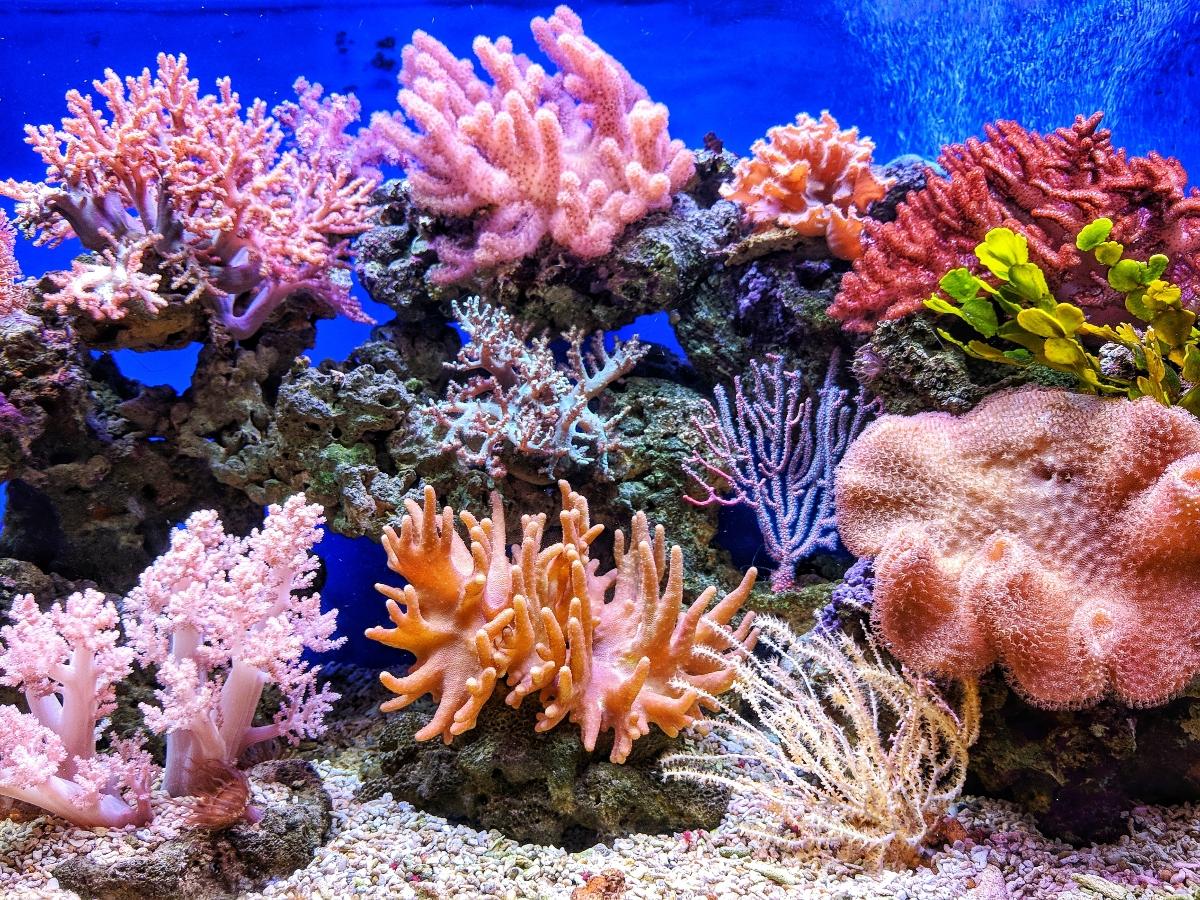underwater coral reef hd
