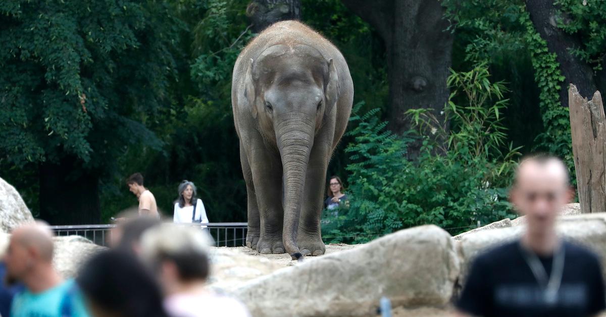 Elephant ban zoos U.K.