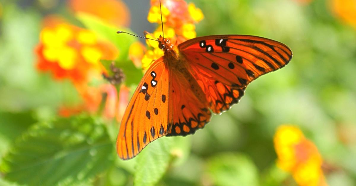 A monarch butterfly rests on an orange plant. 