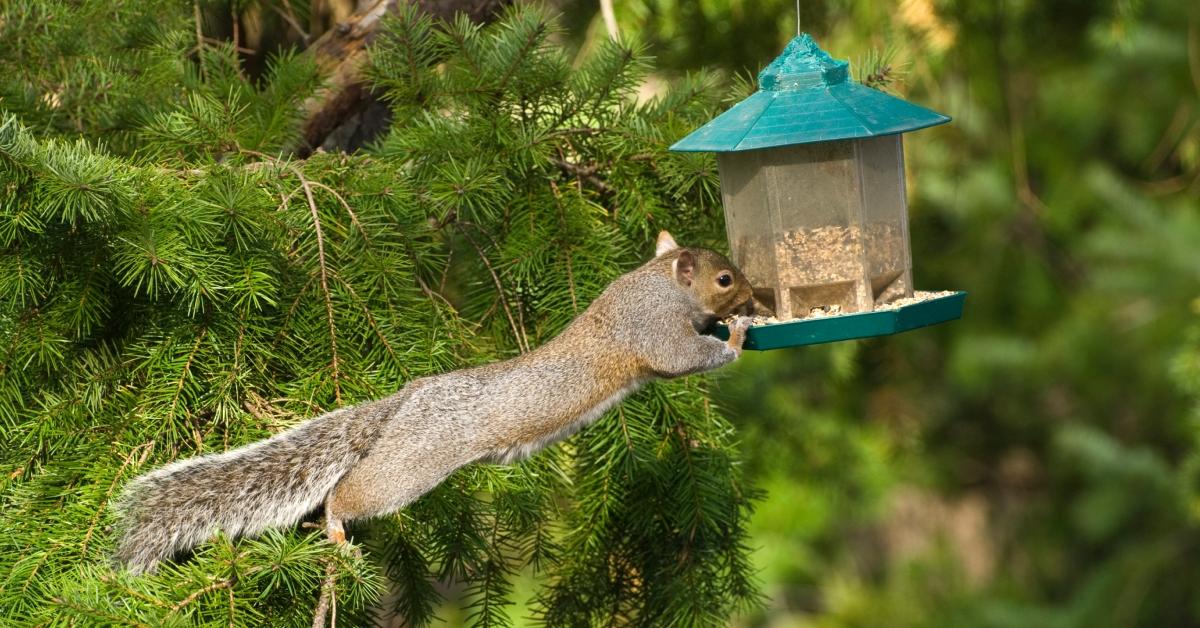 A gray squirrel reaches from a tree to a green bird feeder.