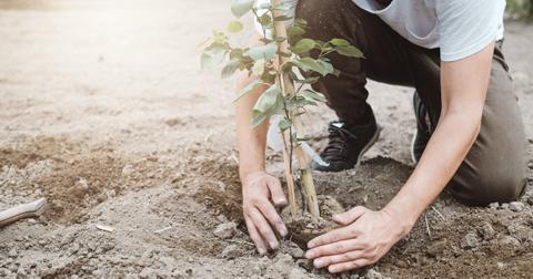 plant-tree-1588697206502.jpg