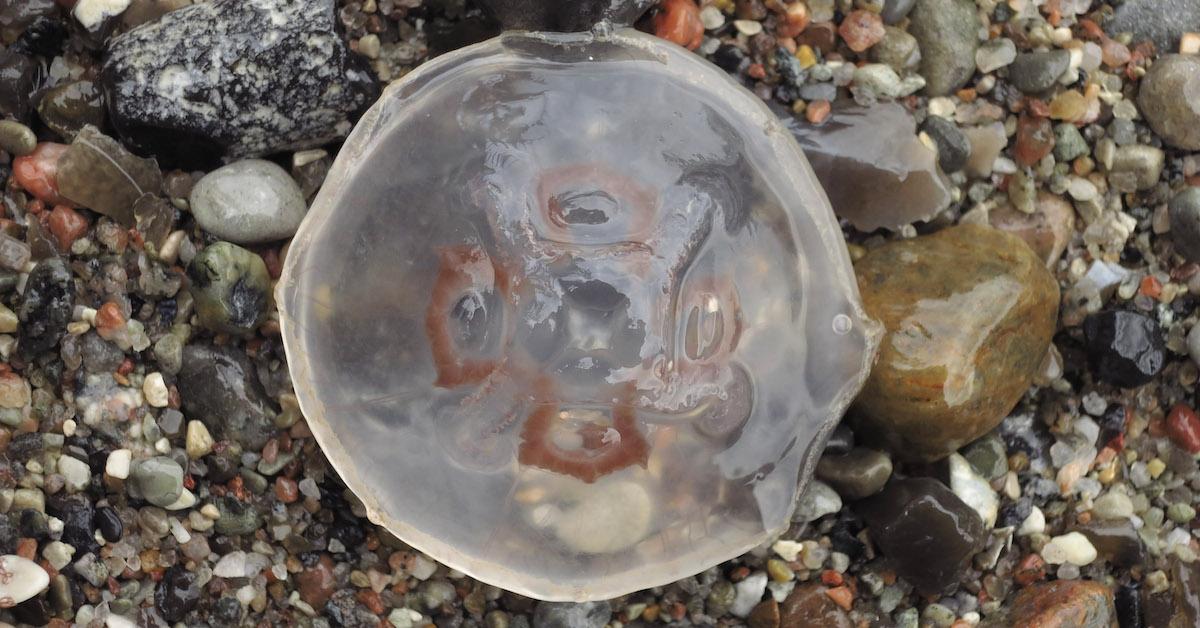 Beached jellyfish