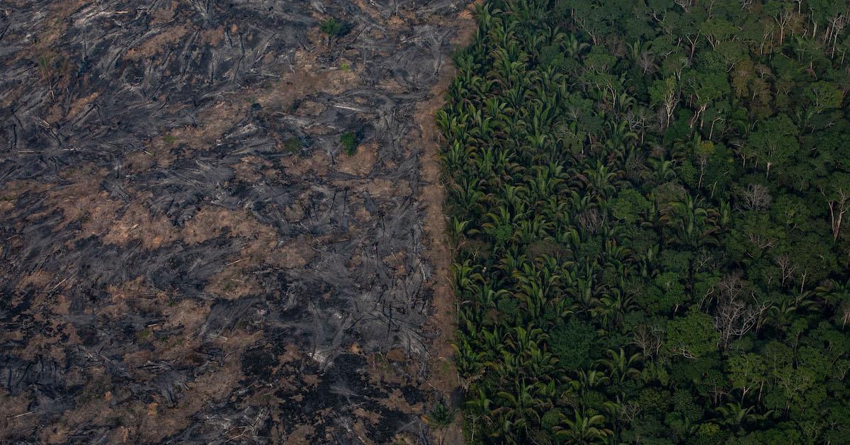 Rainforest Destruction Went Up 12 Percent From 2019 to 2020