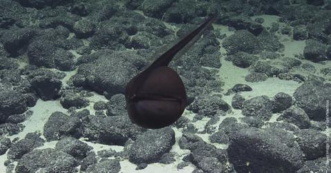A gulper eel spotted in the Pacific Ocean in Hawaii (Cover Image Source: X | @EVNautilus)