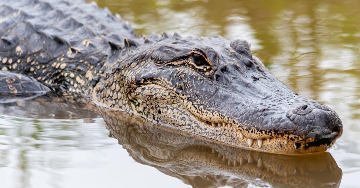 Alligator swimming in the lake.