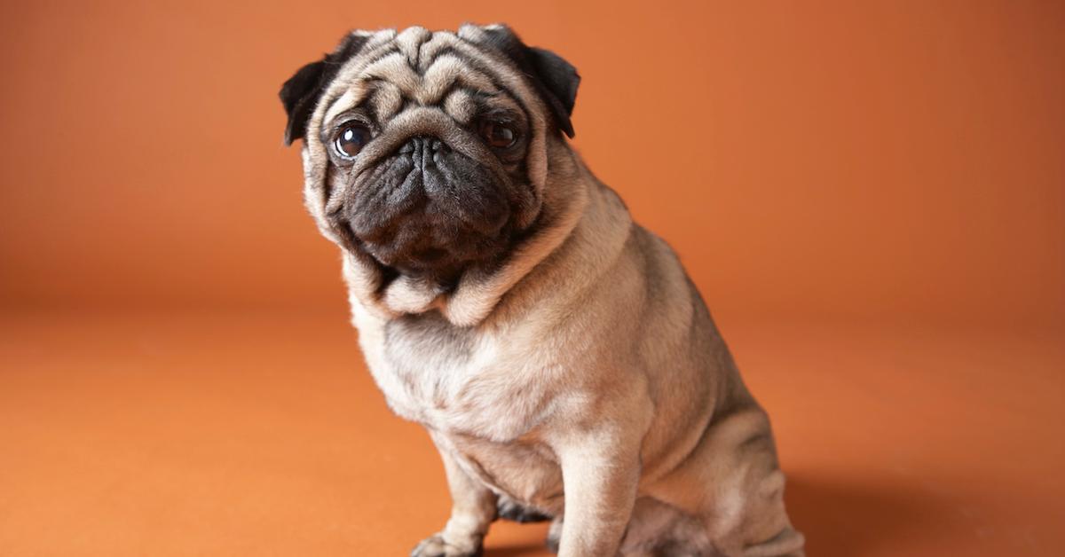 A Pug sitting in front of an orange background. 