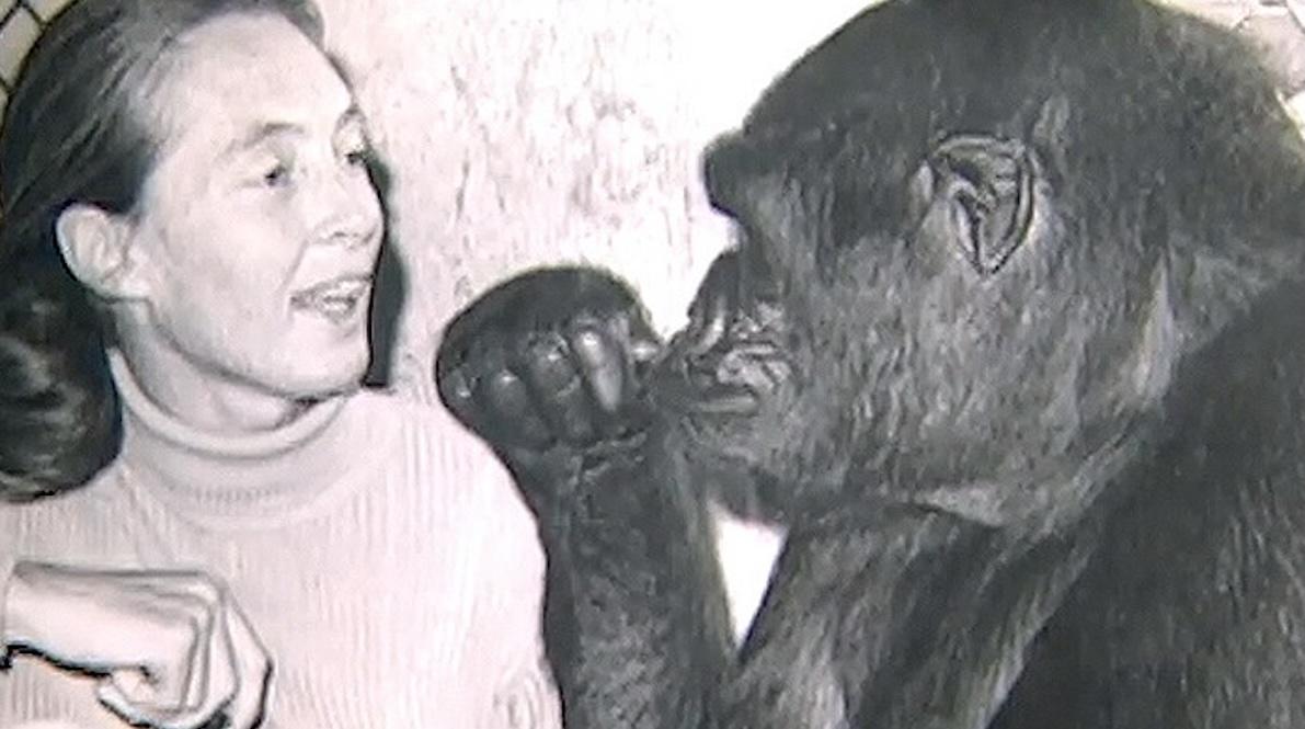 jane goodall koko gorilla