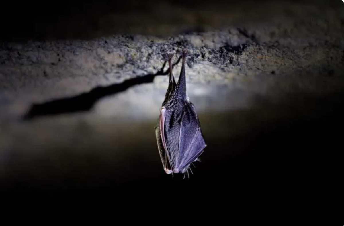 pn/cefc  c bfd fecfed