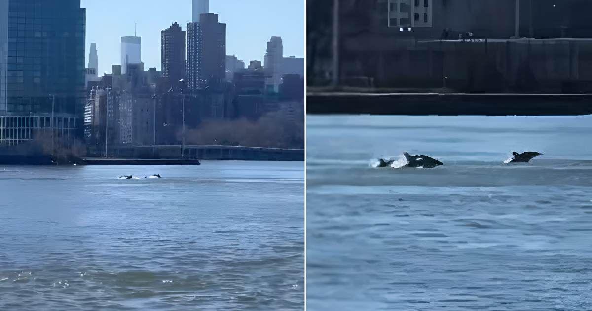 A pod of dolphins was spotted jumping and playing in NYC's East River recently. (Cover Image Source: X | @randallsisland)