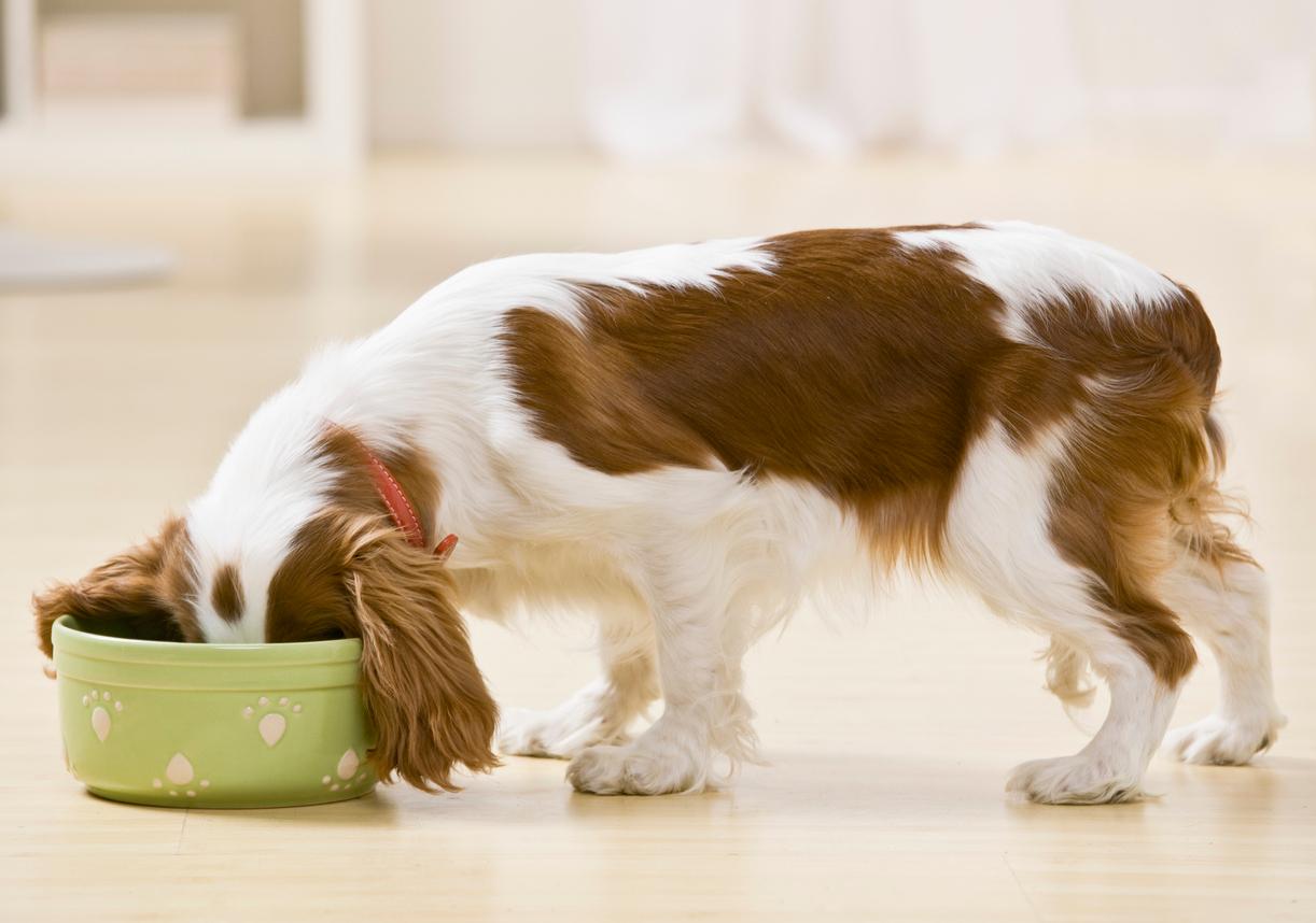 A dog with a brown and white coat has its head submerged in its green food bowl.