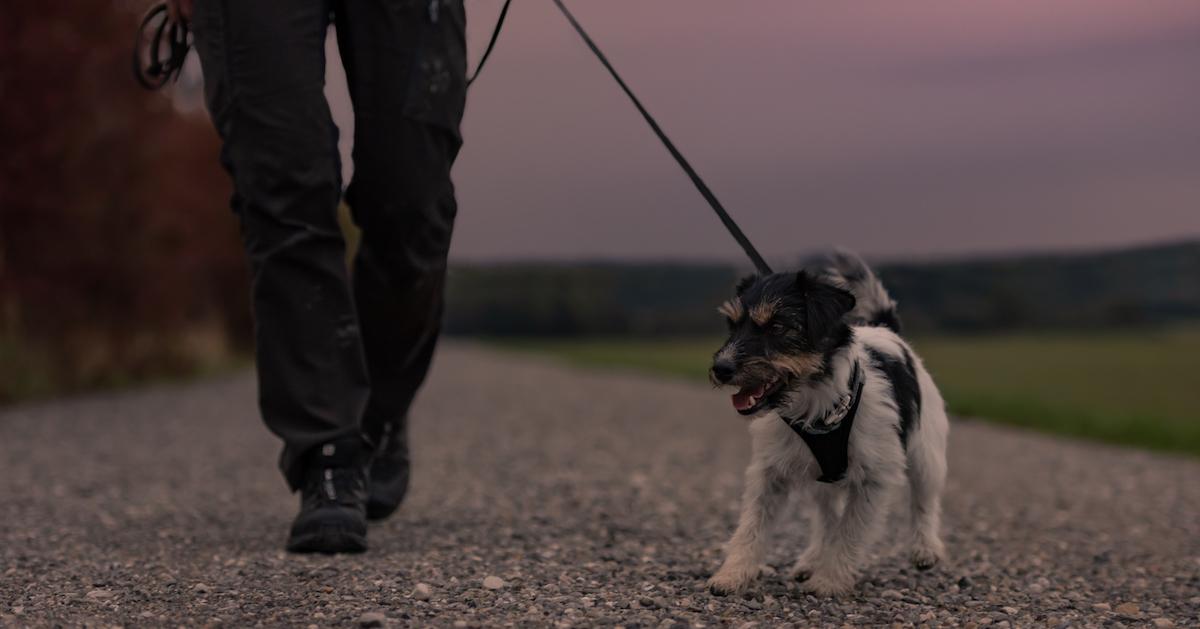 Man walking small dog at night