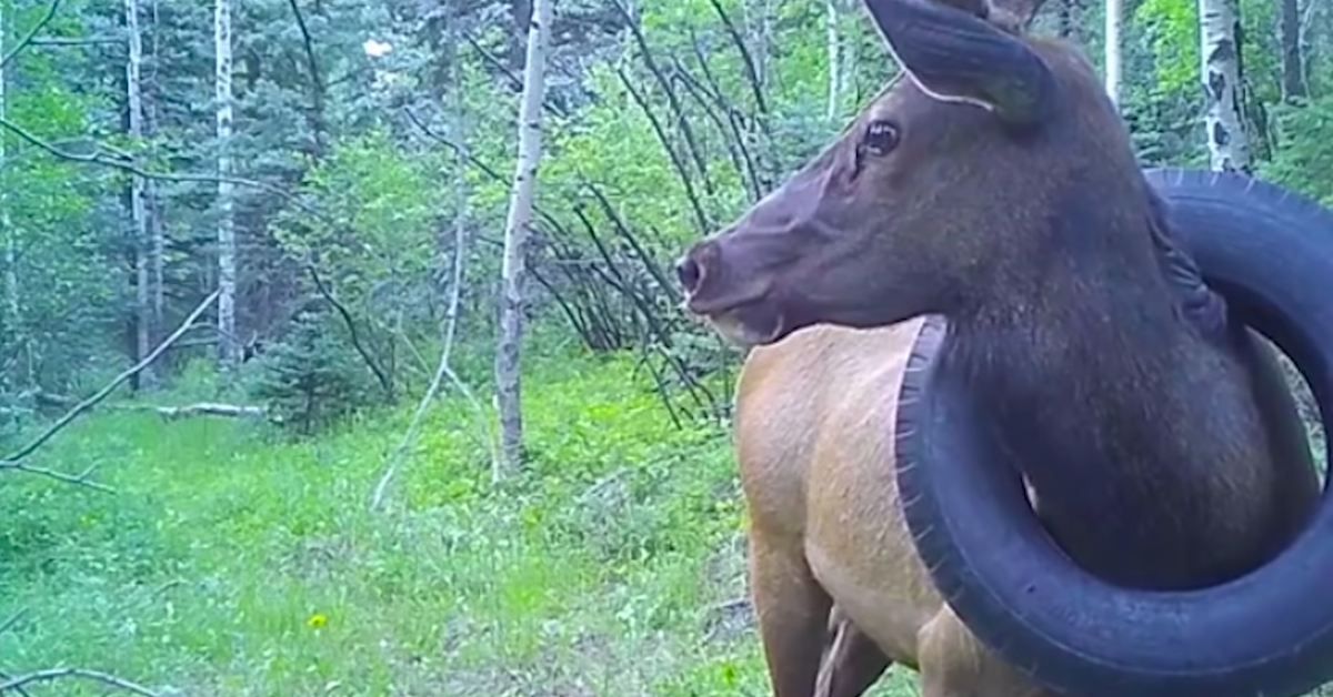 Elk With Tire Around His Neck