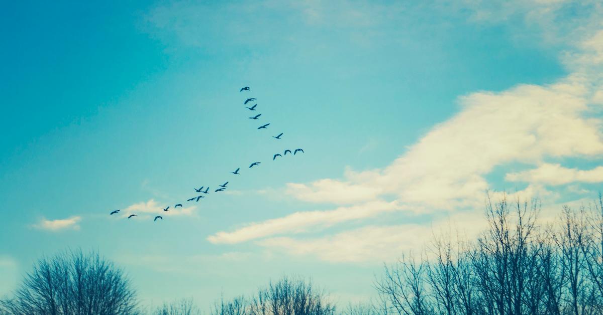 migrating birds