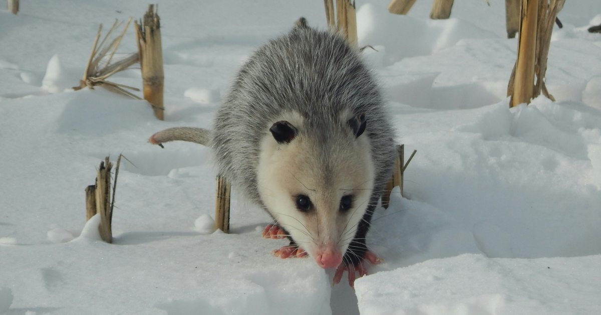 A possum stands in the snow