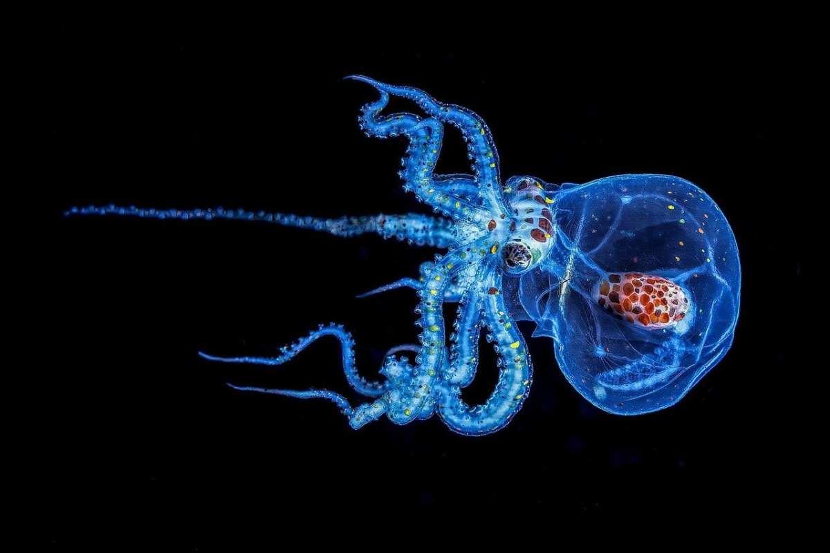 pn/bebd b ee aa deddbe