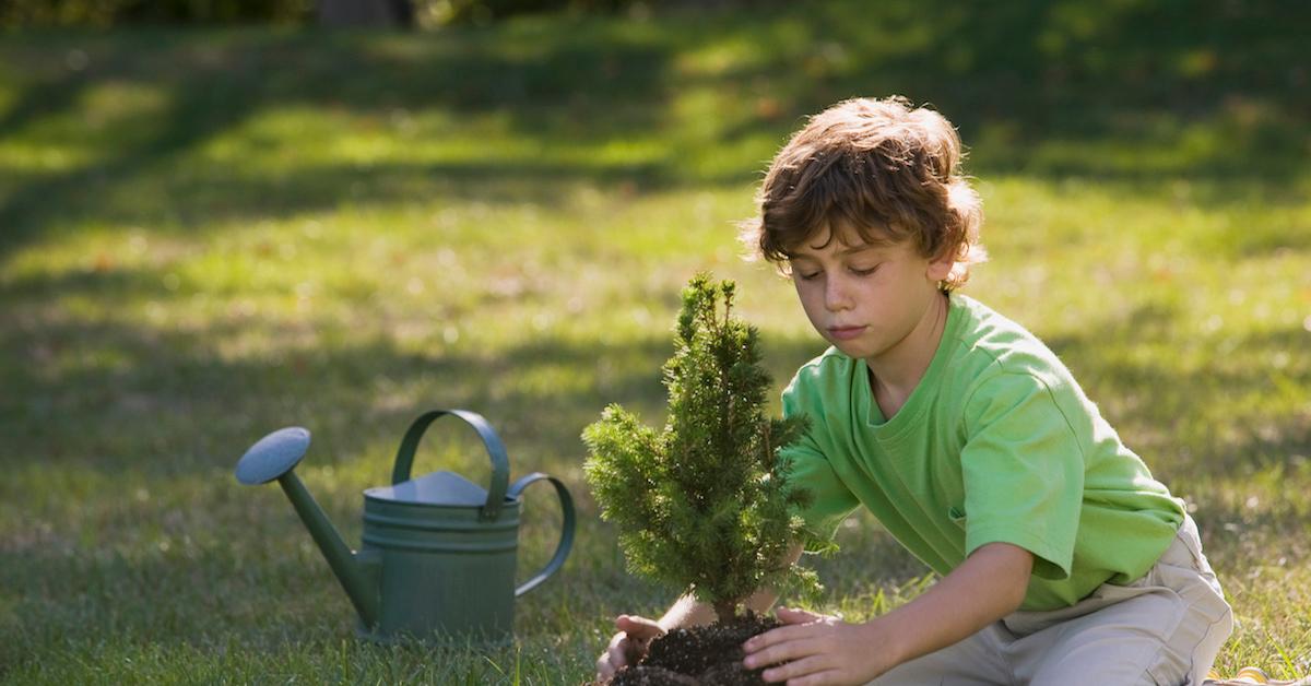 A boy plants a tree in the grass.