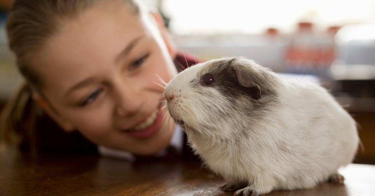 A girl with her guinea pig. 