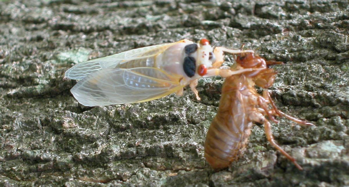 cicada lifespans