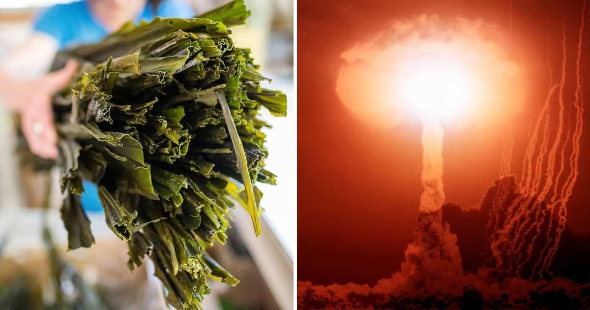 (L) A worker holds dried kelp in Canada. (R) Atom bomb mushroom cloud explosion. (Representative Cover Image Source: Getty Images | (L) Bloomberg Creative, (R) H. Armstrong Roberts/ClassicStock)