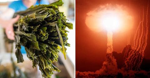 (L) A worker holds dried kelp in Canada. (R) Atom bomb mushroom cloud explosion. (Representative Cover Image Source: Getty Images | (L) Bloomberg Creative, (R) H. Armstrong Roberts/ClassicStock)
