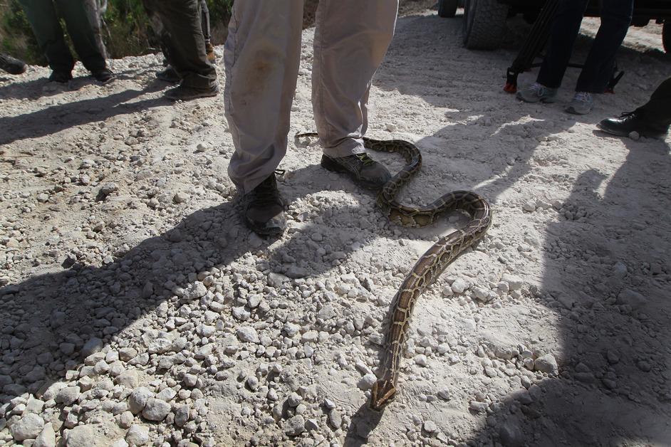 Burmese python 