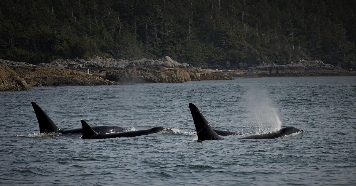 Pod of orcas swimming together in the ocean. 