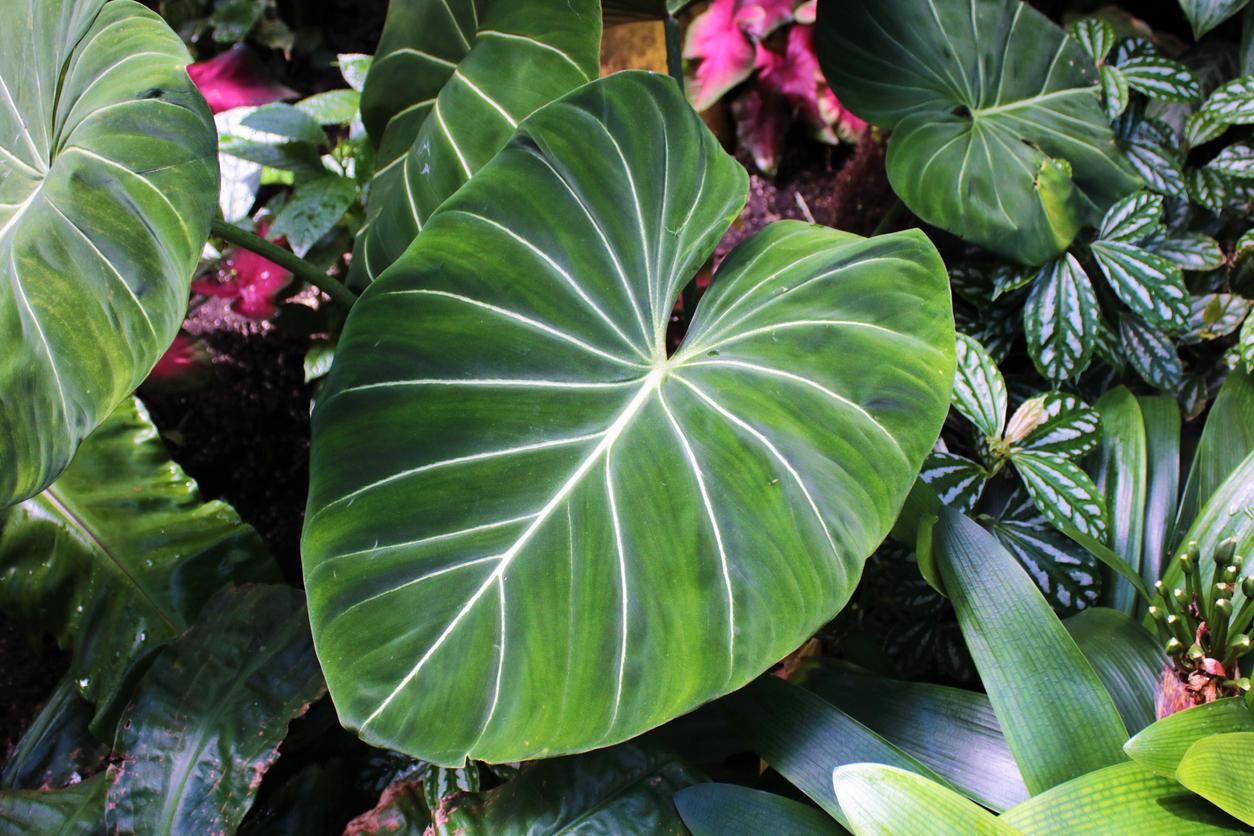 Elephant Ear Plant