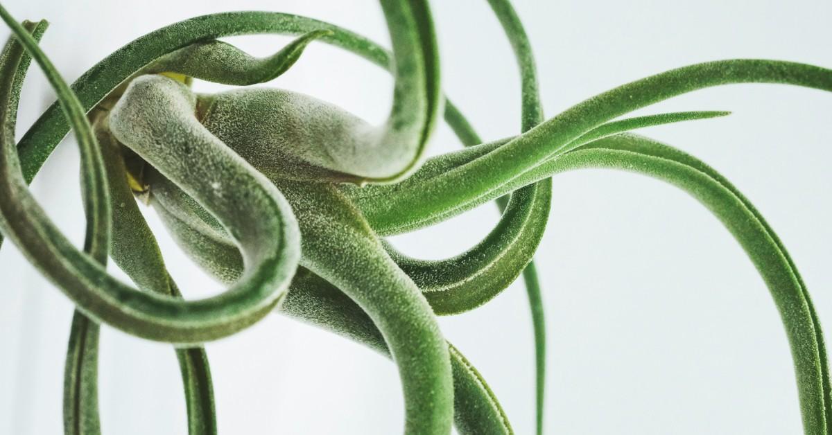 An air plant hanging is the air against a gray background