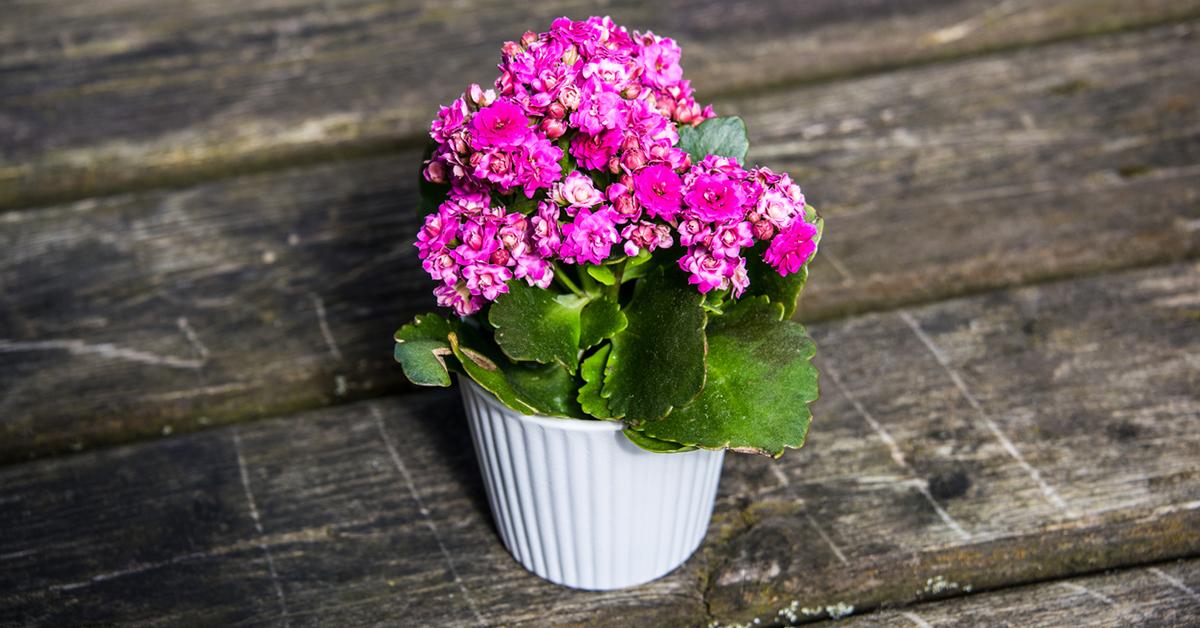 garden mums purify air