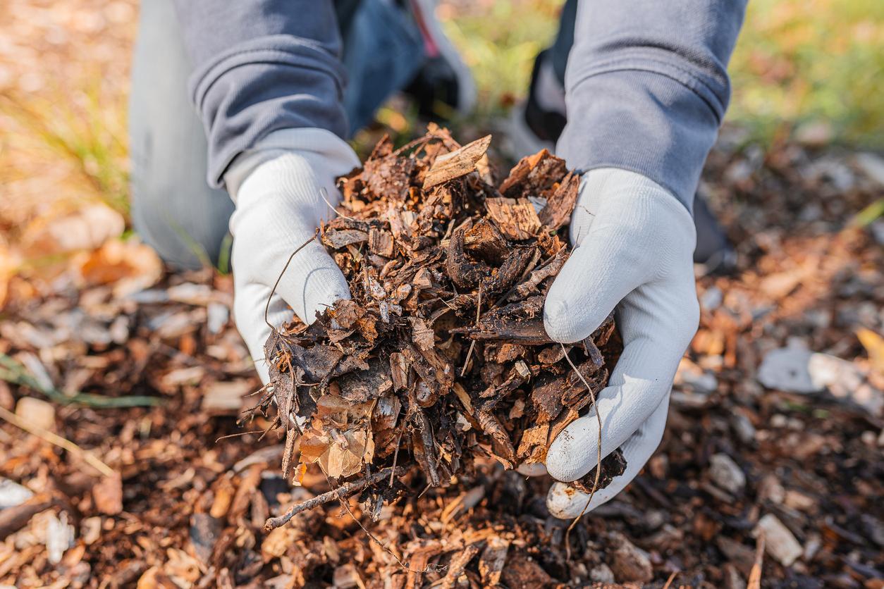 Close up of person holding mulch in their hands