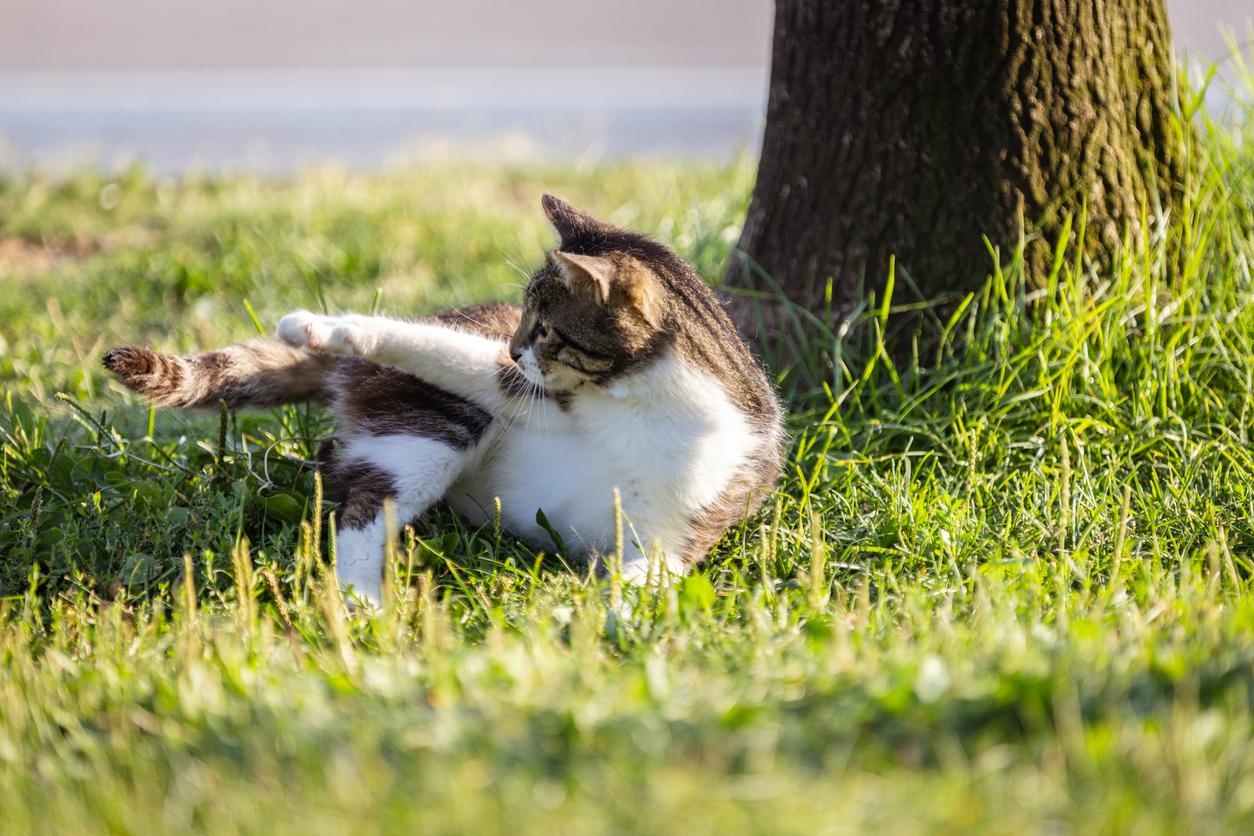 A young tabby cat sits in the grass in his backyard and plays with his tail beside a large tree.