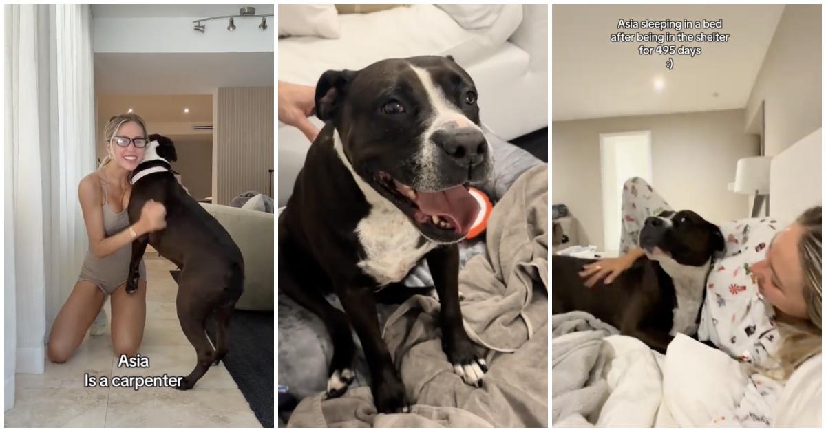 Alix Earle Fosters Sweet Dog in Heartwarming Series of Videos