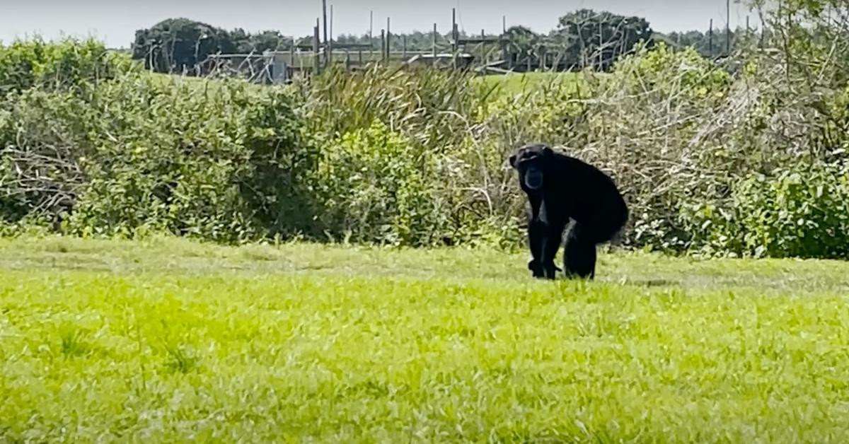 Vanilla the chimpanzee experiences freedom for the first time at the Save the Chimps sanctuary.