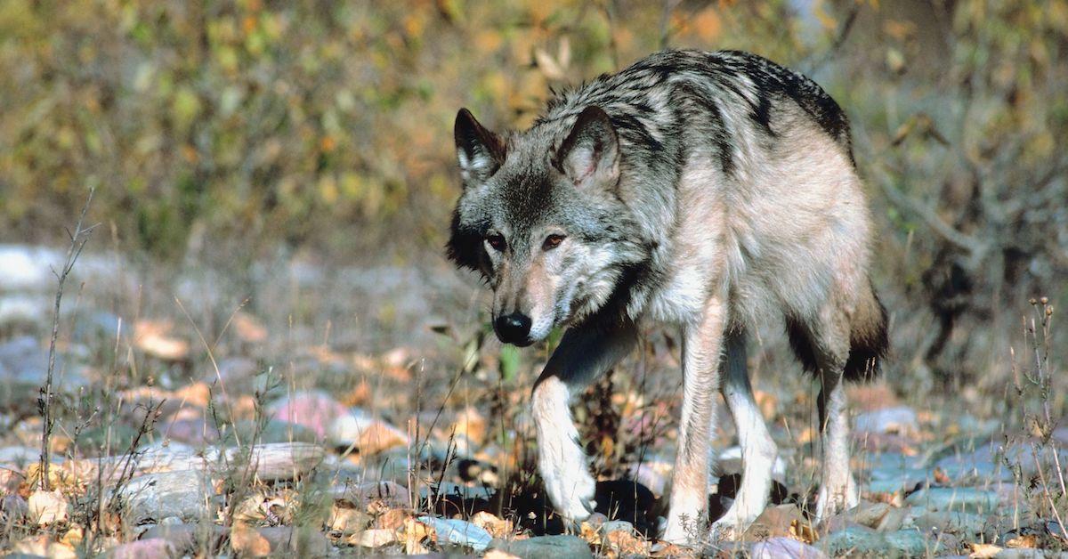 idaho wolves senate