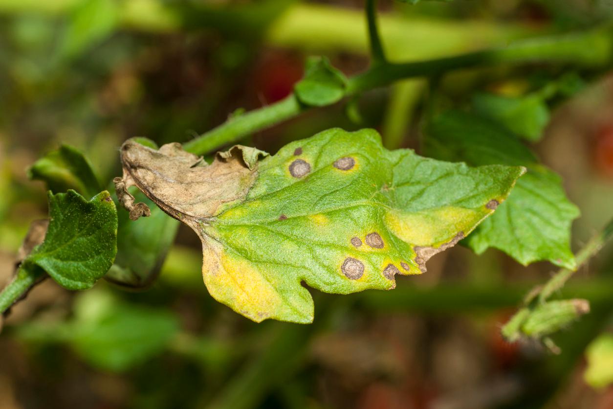 yellow tomato leaves leaf