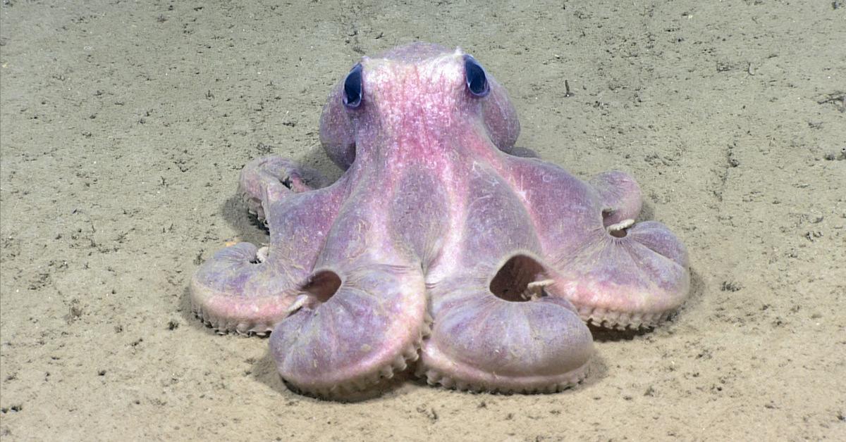 Octopus