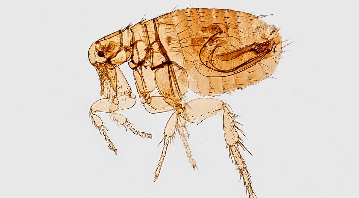 Flea under microscope