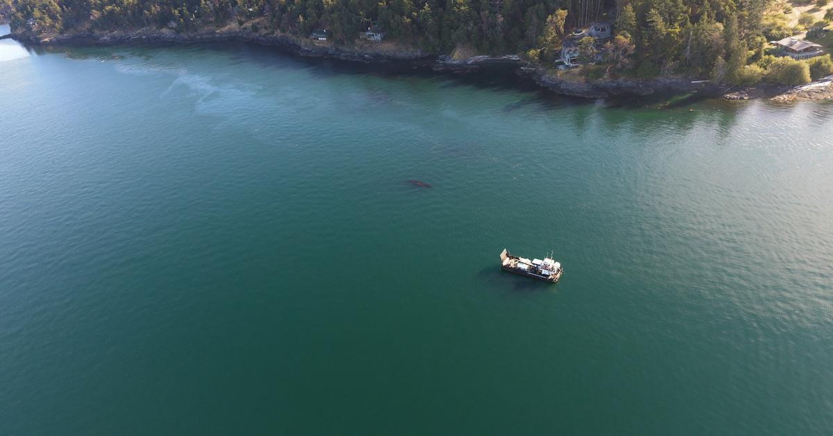 Oil Spill Off the San Juan Islands Posing a Risk to Local Orca Whales