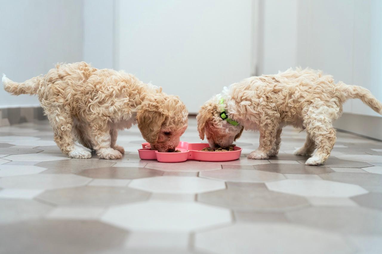 Two small white dogs eating out of a pink bowl.