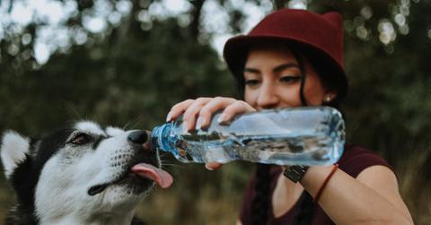A smiling woman in a hat provides her dog with water from a clear bottle surrounded by green trees.