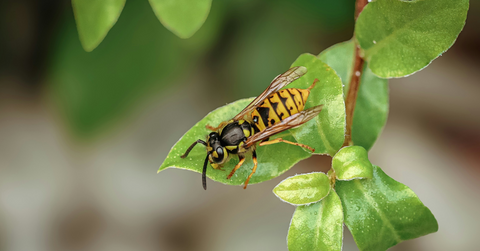 A closeup of a yellowjacket on a leaf