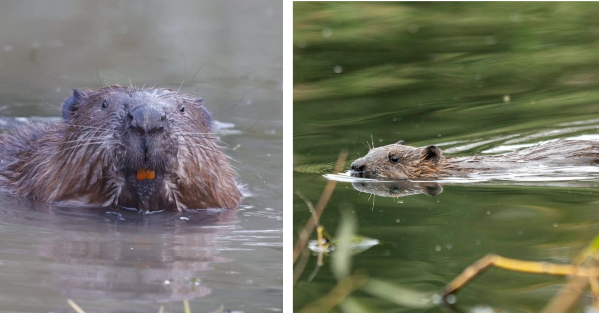 Beavers swim in London area park