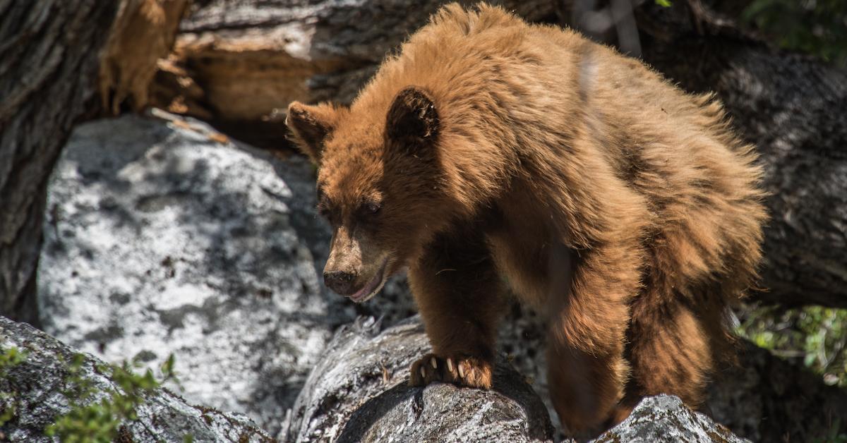 Yosemite's Bears Take Over Park Amidst Coronavirus Lockdown