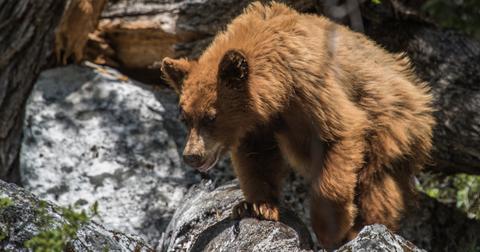yosemite-bears-1586879729049.jpg