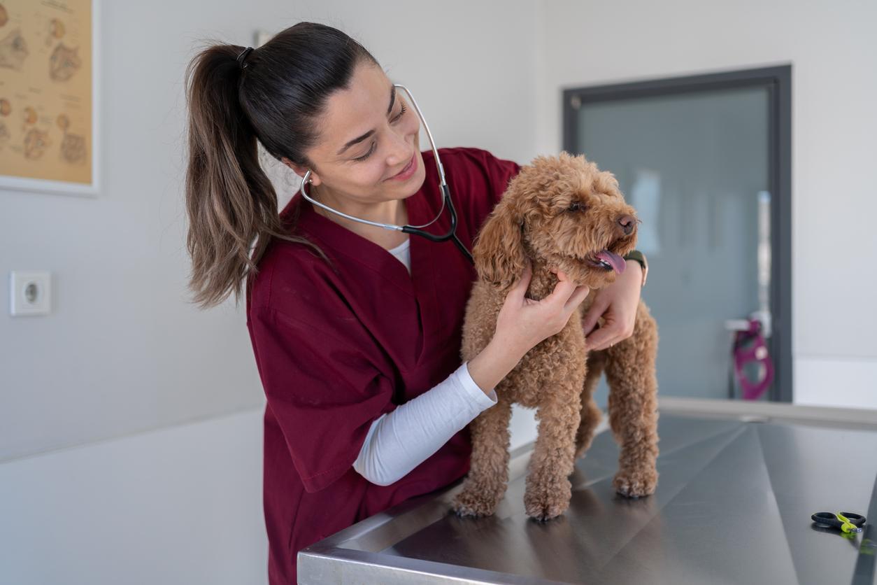 A brown dog receives an examination by a veterinarian with a stethoscope in red scrubs.