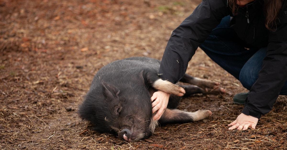 Person rubs a pig's belly on the ground