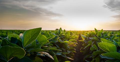 Soybean Field, Crop Rotation