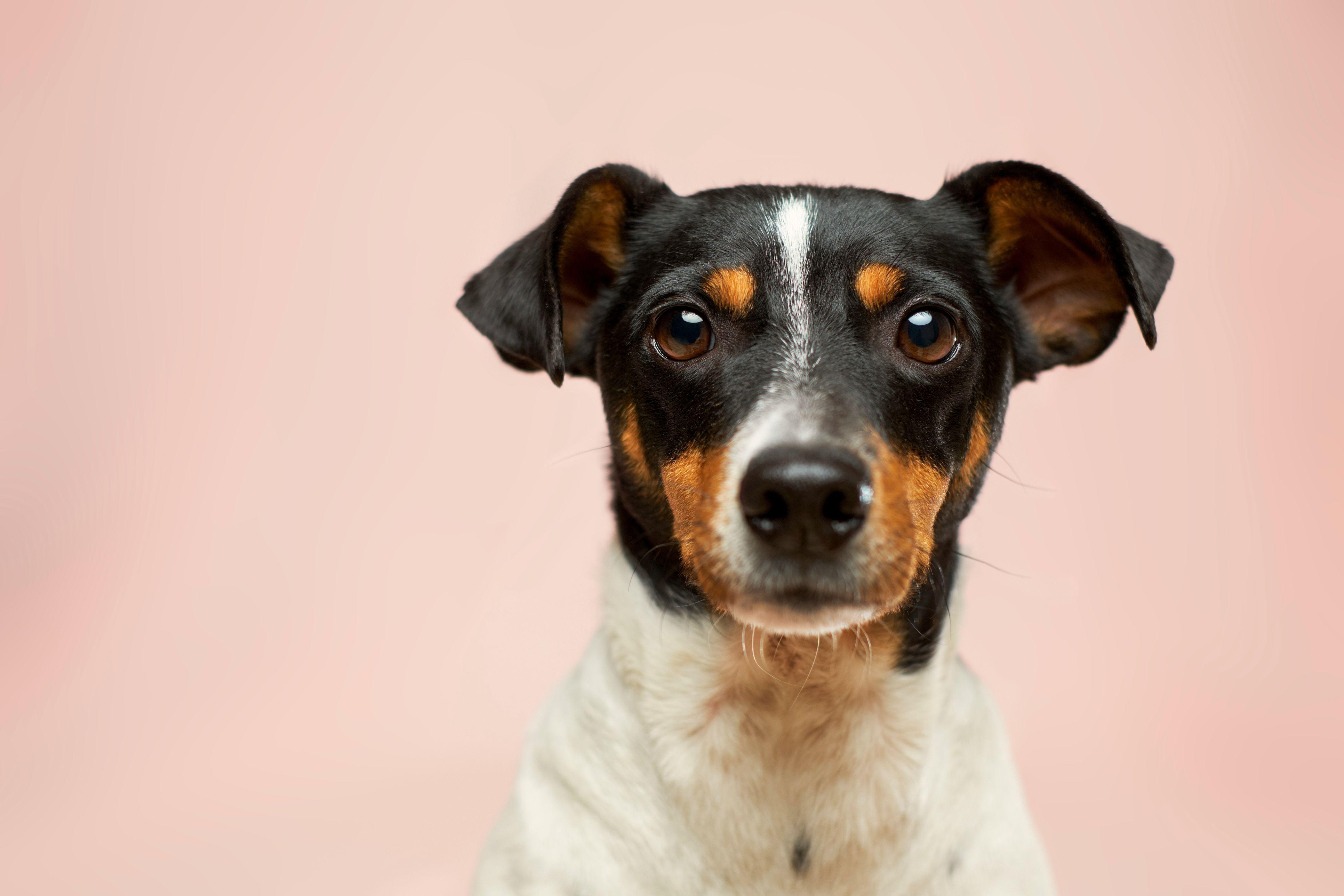 A Jack Russell Terrier appears looking straight forward in front of a pink background.