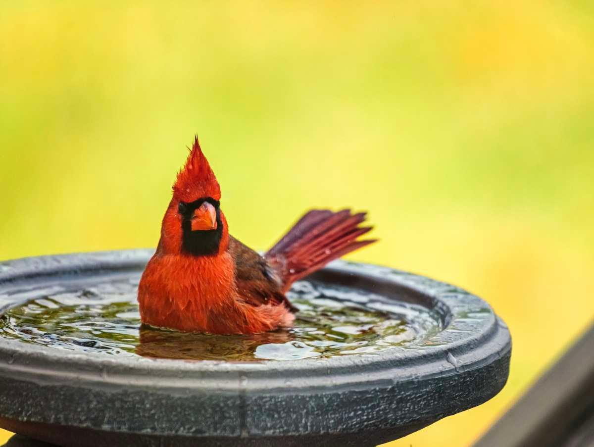 pn/cdeaf ada  af bdb