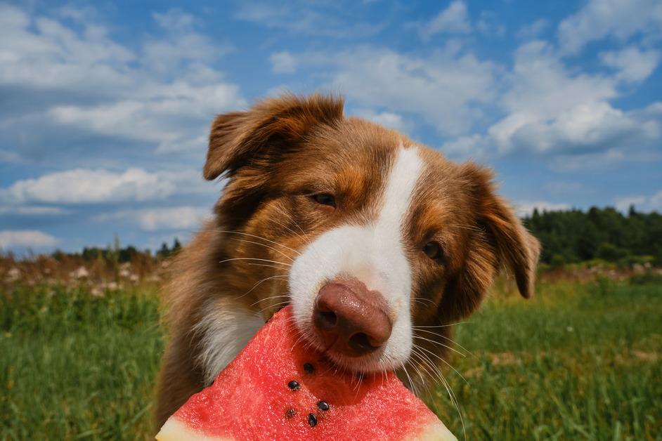 Up-close photo of dog eating watermelon outside. 